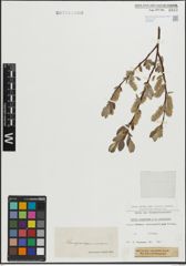 Foto von Salix lapponum L. x Salix silesiaca Willd.